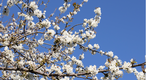 description added by publisher