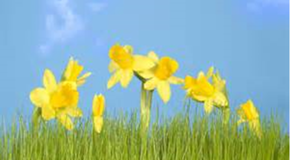 Daffodils growing against a blue sky